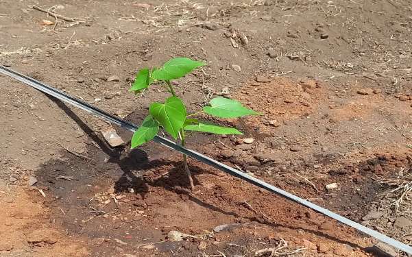 Environment & Wildlife